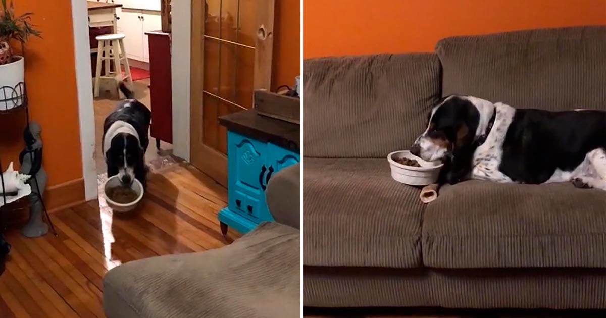 Perro lleva su cuenco de comida al sofá para comer cómodamente