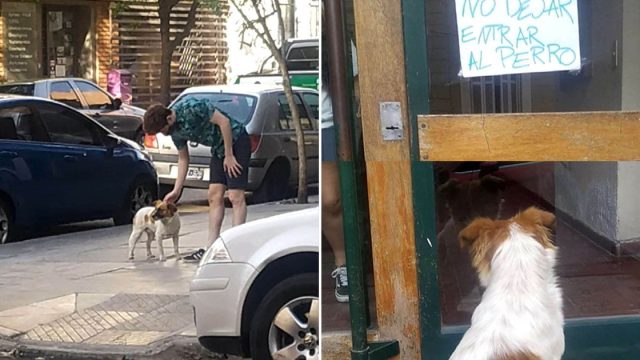 Perro llevó rescatistas hasta un letrero colocado