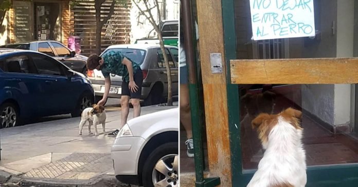 Perro llevó rescatistas hasta un letrero colocado