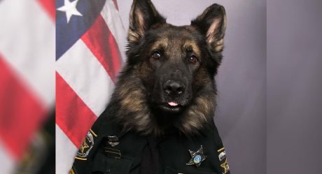 Adorable perro policía posa con uniforme completo para su retrato oficial