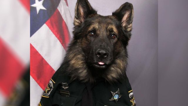 Perro policía posa con uniforme completo para su retrato oficial