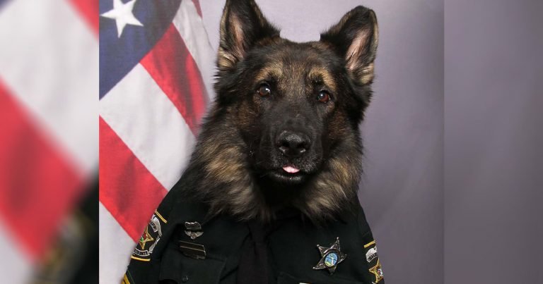 Perro policía posa con uniforme completo para su retrato oficial