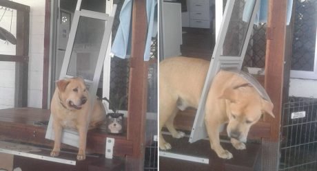 Perro sabe que debe ponerse a dieta cuando queda atrapado en la puerta para perros