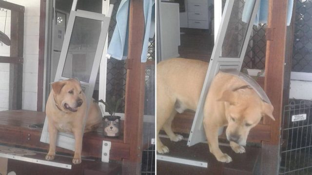 Perro puesto a dieta después de quedar atrapado