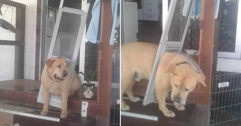 Perro puesto a dieta después de quedar atrapado