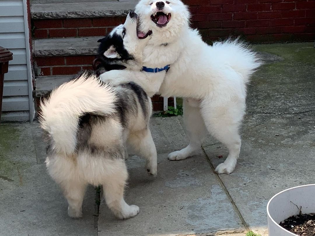 Perro y su mejor amigo