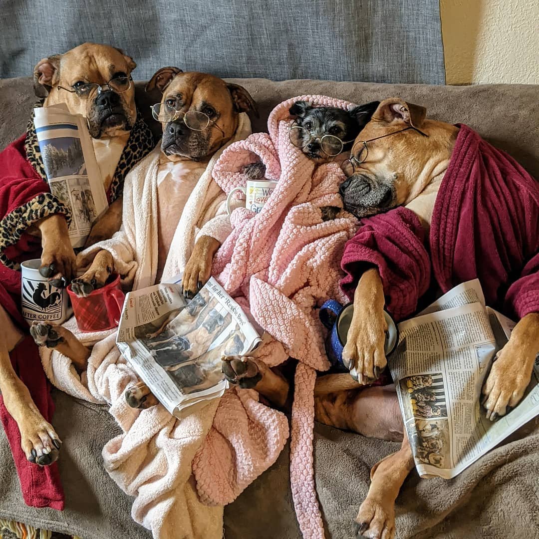 Adorables mascotas juntas en el sofá