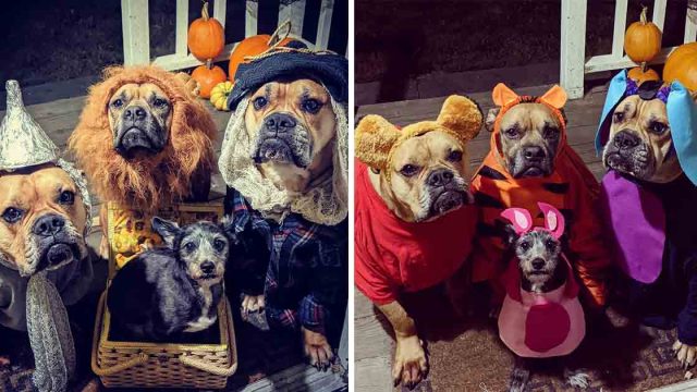 Perros rescatados tienen disfraces grupales para Halloween