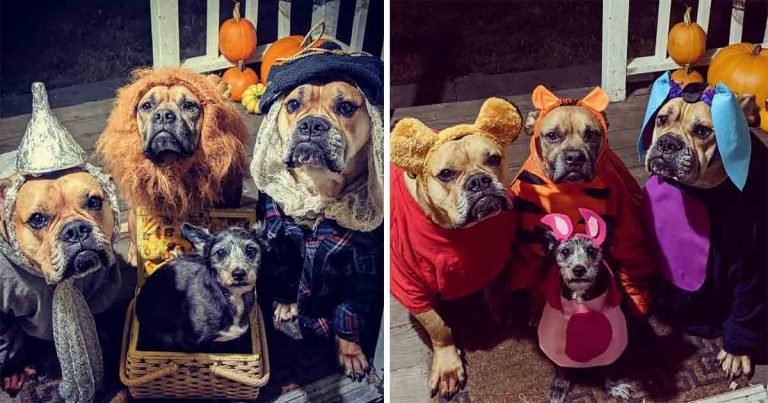 Perros rescatados tienen disfraces grupales para Halloween