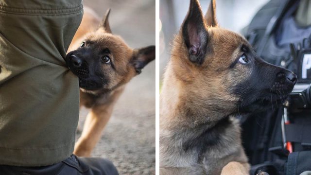 Personas enamoradas de este cachorro que se convertirá en perro policía