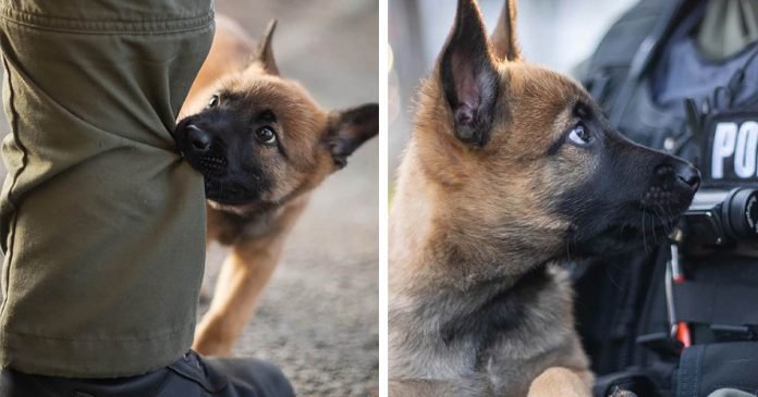 Personas enamoradas de este cachorro que se convertirá en perro policía