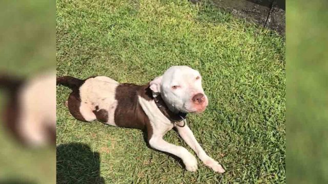 Pitbull entra al patio trasero de una familia en busca de un hogar