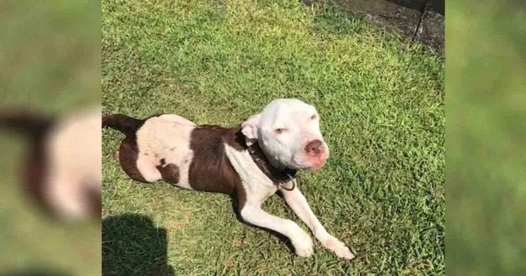 Pitbull entra al patio trasero de una familia en busca de un hogar