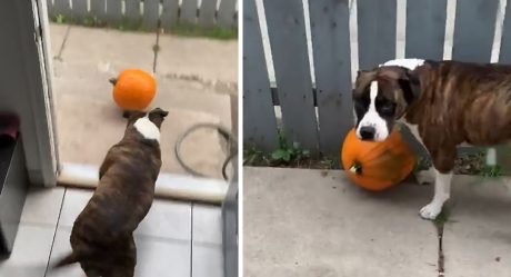 Pitbull traviesa está empeñada en robar la calabaza de su mamá