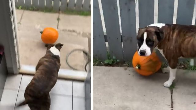 Pitbull travieso está empeñado en robar calabaza de su mamá