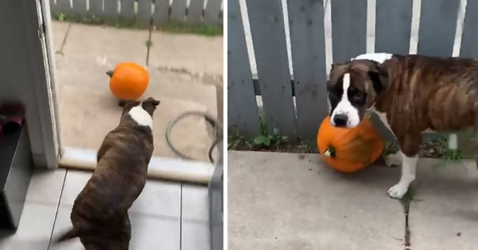 Pitbull travieso está empeñado en robar calabaza de su mamá