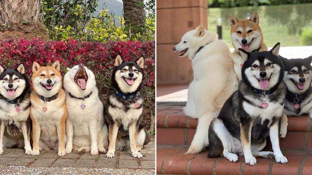 Shiba Inu se niega a comportarse en fotos