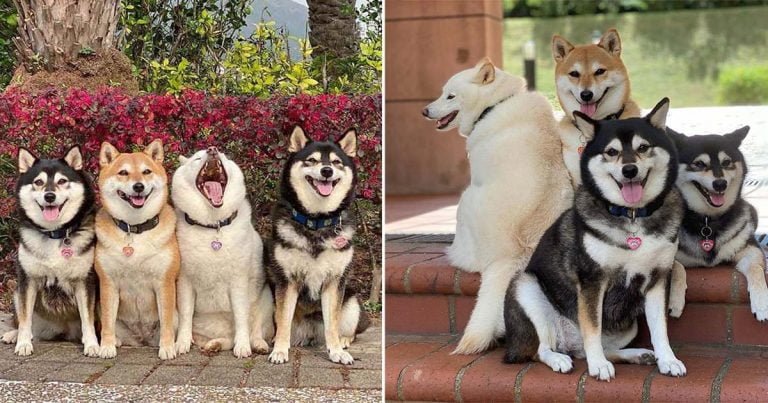 Shiba Inu se niega a comportarse en fotos