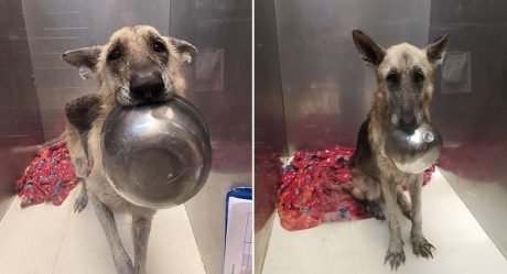 Dulce perrita del refugio presenta un adorable truco para llamar la atención