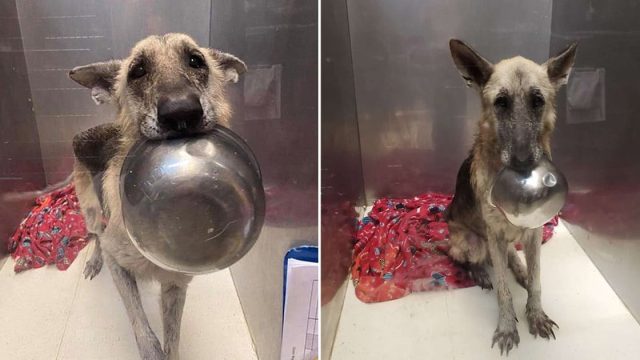 Tierna perrita presenta un adorable truco