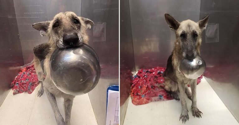 Tierna perrita presenta un adorable truco