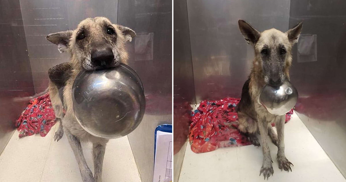 Tierna perrita presenta un adorable truco