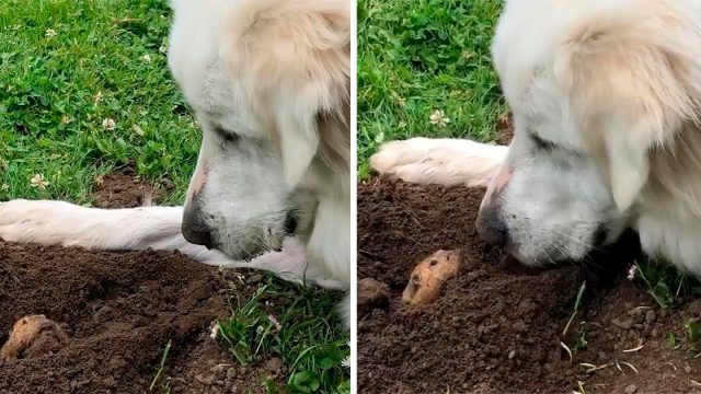 Topo encuentra perro amigable esperándolo al final de su túnel