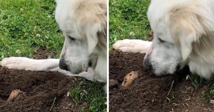 Topo encuentra perro amigable esperándolo al final de su túnel