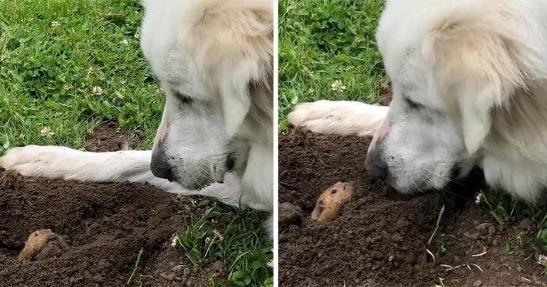 Topo encuentra perro amigable esperándolo al final de su túnel