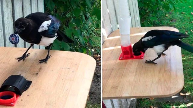 Urraca aprende a limpiar basura del vecindario a cambio de comida