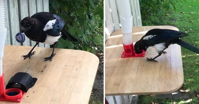 Urraca aprende a limpiar basura del vecindario a cambio de comida