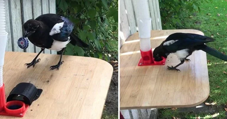 Urraca aprende a limpiar basura del vecindario a cambio de comida