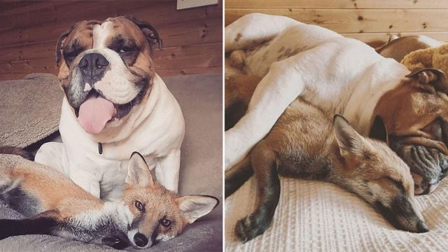 Zorro rescatado y bulldog se convierten en amigos