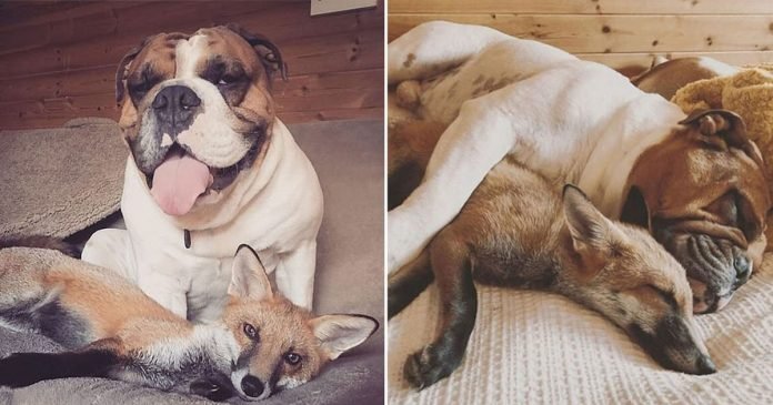 Zorro rescatado y bulldog se convierten en amigos