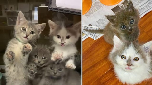 5 gatitos encontrados juntos son tan felices de recibir ayuda