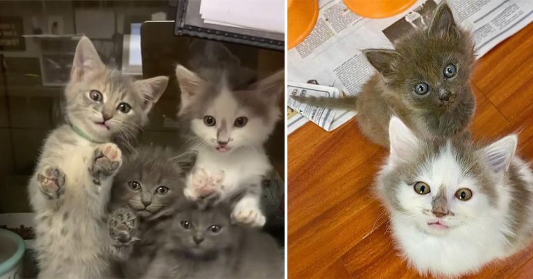 5 gatitos encontrados juntos son tan felices de recibir ayuda