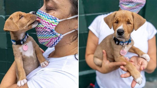 Adorable cachorra sin hogar nació con estrabismo