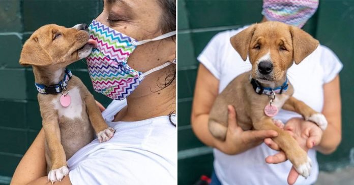 Adorable cachorra sin hogar nació con estrabismo