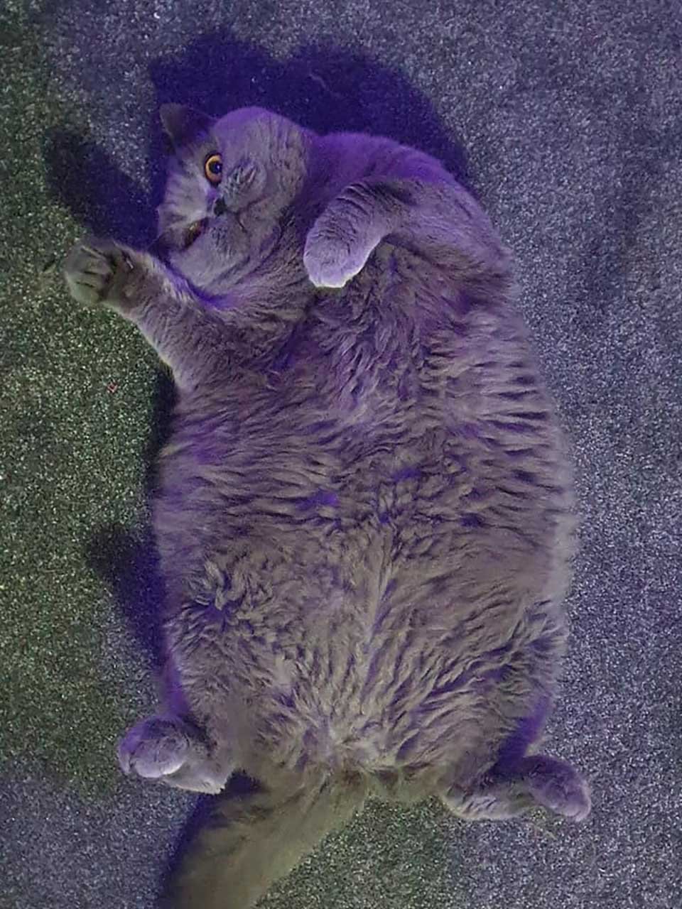 Adorable gata obesa