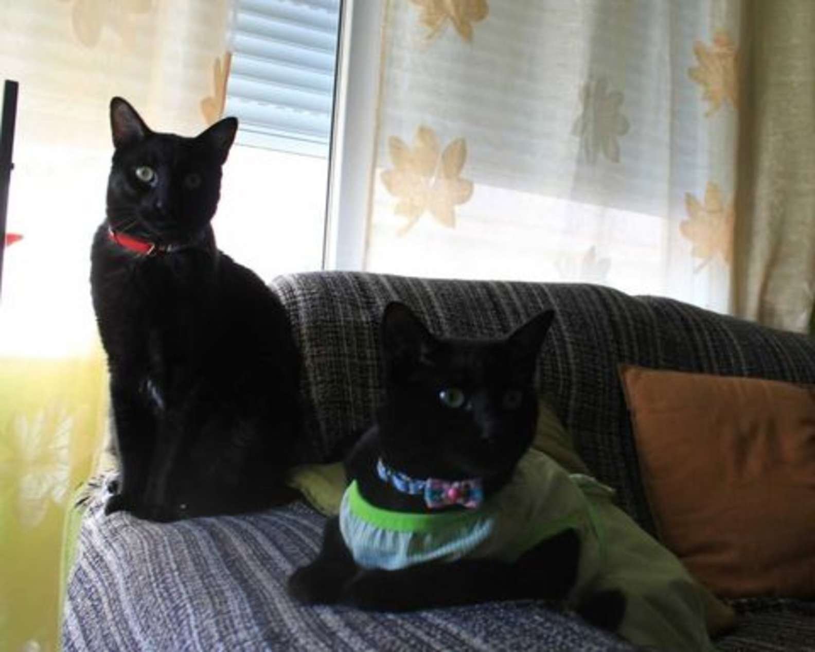 Adorables gatos negros