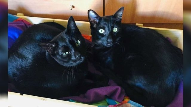 Familia lleva a su gato adentro y luego se dan cuenta de que ya estaba allí