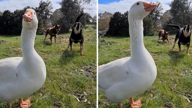 Ganso cree que es un perro y se une a sus amigos cuando comienzan a ladrar