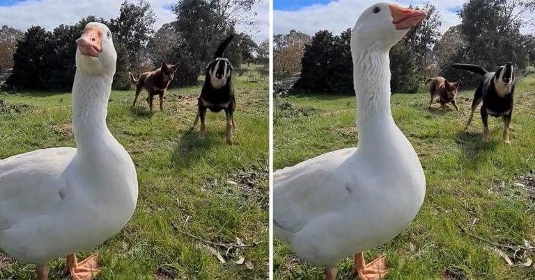 Ganso cree que es un perro y se une a sus amigos cuando comienzan a ladrar
