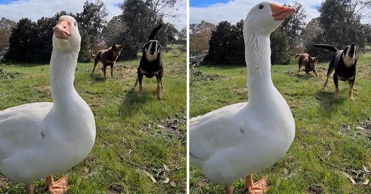 Ganso cree que es un perro y se une a sus amigos cuando comienzan a ladrar