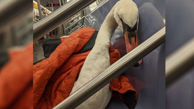 Ganso viaja en el metro para obtener la ayuda que necesita