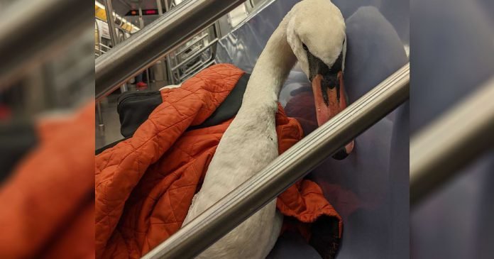 Ganso viaja en el metro para obtener la ayuda que necesita