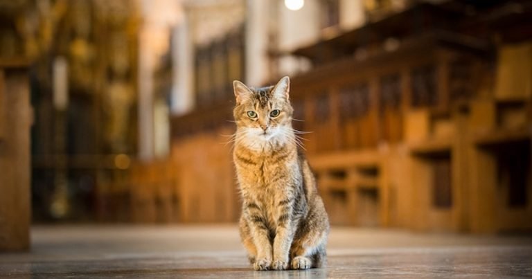 Gatita que vivió en una catedral por 12 años fallece y le ofrecen el mejor funeral