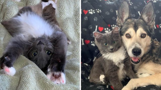 Gatita patas torcidas encuentra familia