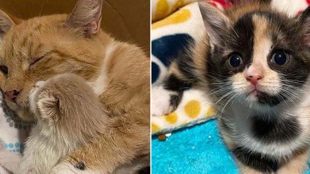 Gatita y sus amados gatitos prosperan gracias a la ayuda de mujer que los acogió
