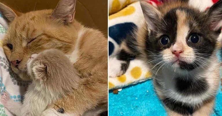 Gatita y sus amados gatitos prosperan gracias a la ayuda de mujer que los acogió